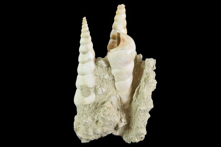 Fossil Gastropod (Haustator) Cluster - Damery, France #97781